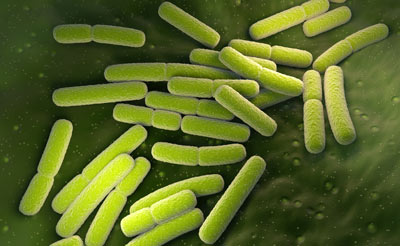 Gut bacteria, a sample